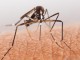 Malarie: Noi piste pentru dezvoltarea unui vaccin