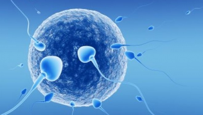 Cand este necesara Fertilizarea in Vitro? Cand este necesara Fertilizarea in Vitro?