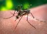 Zika a ajuns in Europa. Unde au fost semnalate primele cazuri