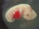 A fost creat primul embrion hibrid de om-porc