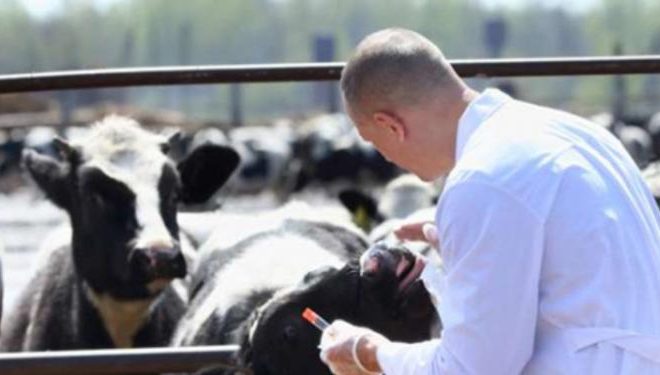 Revolta veterinarilor. Guvernul si-a mai pus in cap o categorie profesionala Revolta veterinarilor. Guvernul si-a mai pus in cap o categorie profesionala