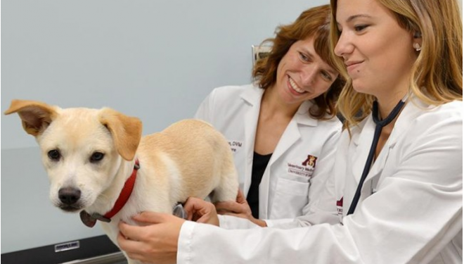Profesia de medic veterinar distrusă, sănătatea publică în pericol Profesia de medic veterinar distrusă, sănătatea publică în pericol