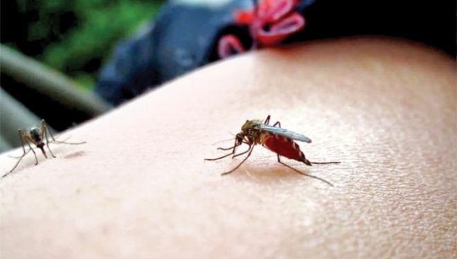 Un studiu italian demonstrează că ţânţarii nu transmit coronavirusul Un studiu italian demonstrează că ţânţarii nu transmit coronavirusul