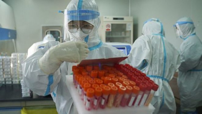 Un tratament pentru COVID derivat de la o lamă botezată Fifi, promiţător în faza incipientă de testare Un tratament pentru COVID derivat de la o lamă botezată Fifi, promiţător în faza incipientă de testare