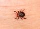 STUDIU: Peste 14% din populaţia mondială a avut boala Lyme. Europa Centrală prezintă cea mai mare rată de infectare