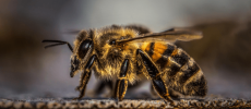 Riscurile înțepăturii de albină. Ce trebuie făcut ca să eviți complicațiile